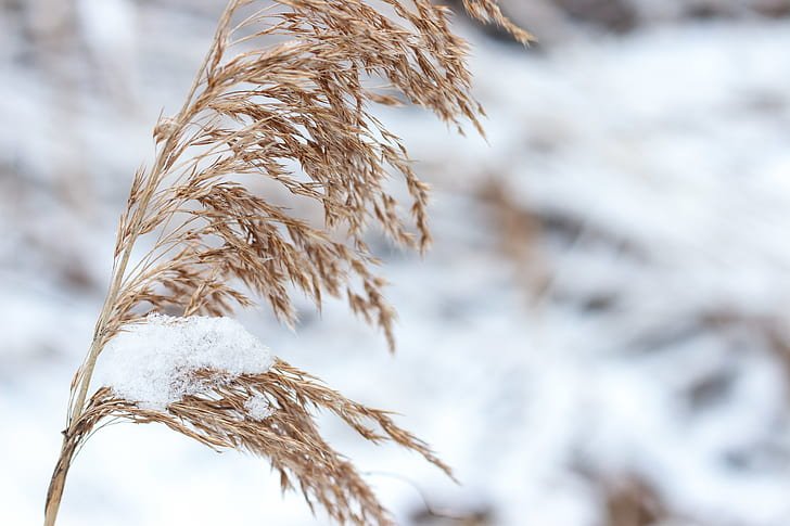 Il manto di neve svolge una funzione fondamentale per le coltivazioni invernali, proteggendole dal gelo e garantendo una preziosa riserva d'acqua. Foto: PickPik Royalty-Free photo