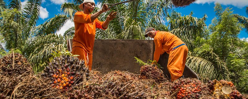 Palm oil production in Brazil. Biodiversity loss linked to agriculture is concentrated in tropical areas, which account for almost 80 per cent of the total impact. Photo: Miguel Pinheiro/CIFOR Attribution-NonCommercial-NoDerivs 2.0 Generic CC BY-NC-ND 2.0 Deed