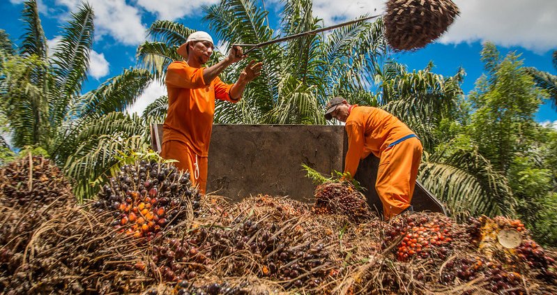 Palm oil production in Brazil. Biodiversity loss linked to agriculture is concentrated in tropical areas, which account for almost 80 per cent of the total impact. Photo: Miguel Pinheiro/CIFOR Attribution-NonCommercial-NoDerivs 2.0 Generic CC BY-NC-ND 2.0 Deed
