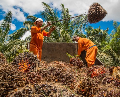 Produzione di olio di palma in Brasile. La perdita di biodiversità legata all’agricoltura è concentrata nelle aree tropicali che subiscono quasi l’80% dell’impatto totale. Foto: Miguel Pinheiro/CIFOR Attribution-NonCommercial-NoDerivs 2.0 Generic CC BY-NC-ND 2.0 Deed