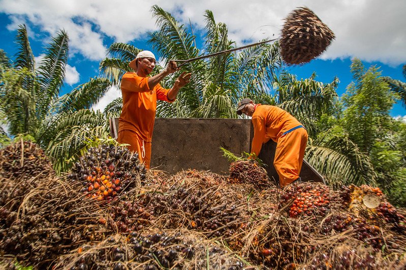 Olio di palma, cocco e soia cancellano l’1,5% della biodiversità globale