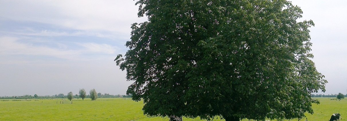 La piantumazione dei pascoli è una strategia efficace per la tutela della biodiversità ma non quanto la conservazione delle foreste naturali. Foto: Onderwijsgek Attribution-ShareAlike 3.0 Unported CC BY-SA 3.0 Deed