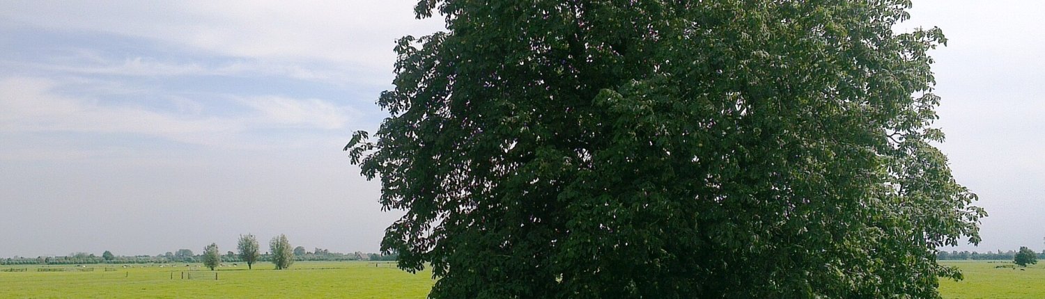 La piantumazione dei pascoli è una strategia efficace per la tutela della biodiversità ma non quanto la conservazione delle foreste naturali. Foto: Onderwijsgek Attribution-ShareAlike 3.0 Unported CC BY-SA 3.0 Deed