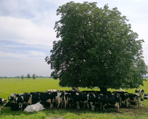 La piantumazione dei pascoli è una strategia efficace per la tutela della biodiversità ma non quanto la conservazione delle foreste naturali. Foto: Onderwijsgek Attribution-ShareAlike 3.0 Unported CC BY-SA 3.0 Deed