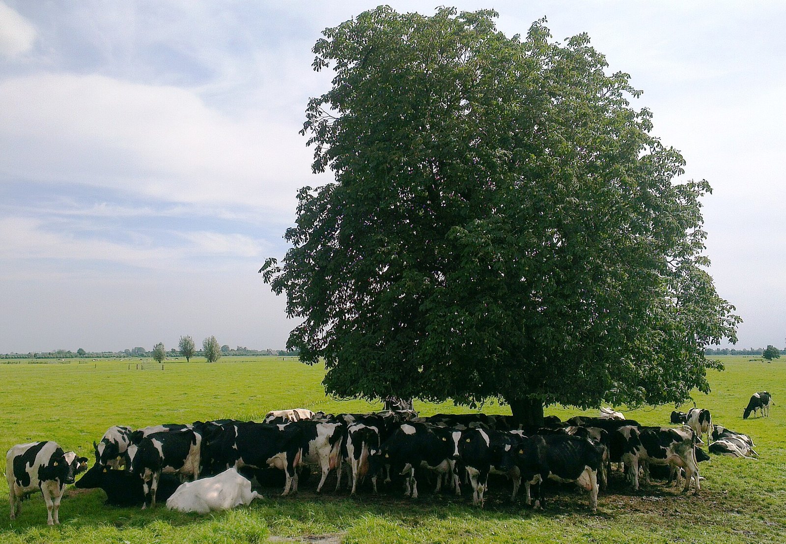 La piantumazione dei pascoli è una strategia efficace per la tutela della biodiversità ma non quanto la conservazione delle foreste naturali. Foto: Onderwijsgek Attribution-ShareAlike 3.0 Unported CC BY-SA 3.0 Deed