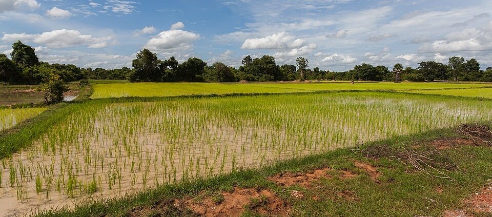 According to the research, drought alters the relationship between roots and soil microorganisms, thereby changing plants’ adaptation strategies. Photo: Diego Delso Attribution-ShareAlike 4.0 International CC BY-SA 4.0 Deed