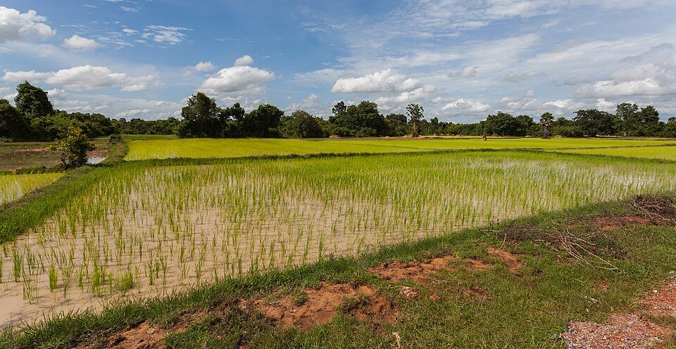 According to the research, drought alters the relationship between roots and soil microorganisms, thereby changing plants’ adaptation strategies. Photo: Diego Delso Attribution-ShareAlike 4.0 International CC BY-SA 4.0 Deed