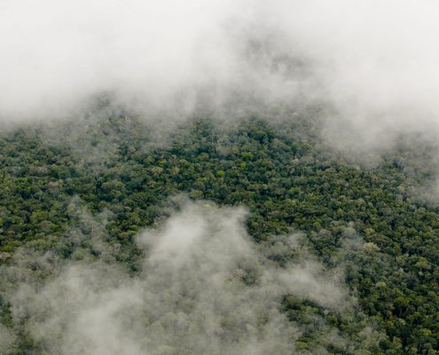 Brazilian Amazon. In the future, the forest's ability to restore normal emissions of biogenic volatile organic compounds may become progressively impaired. Photo: Neil Palmer/CIAT. Attribution-NonCommercial-NoDerivs 2.0 Generic (CC BY-NC-ND 2.0).