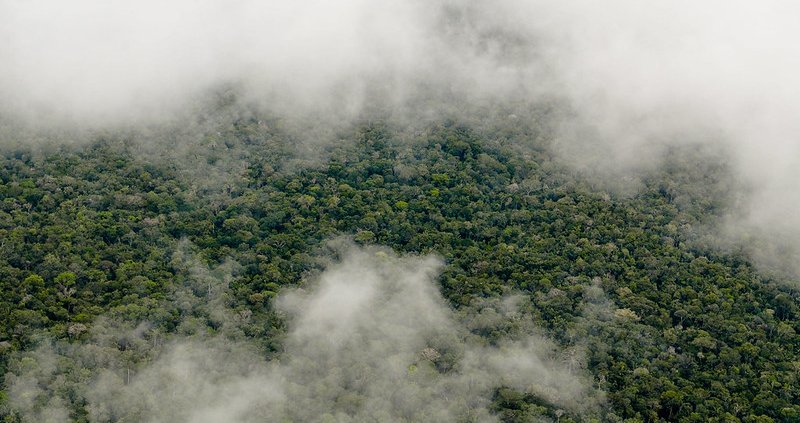 Brazilian Amazon. In the future, the forest's ability to restore normal emissions of biogenic volatile organic compounds may become progressively impaired. Photo: Neil Palmer/CIAT. Attribution-NonCommercial-NoDerivs 2.0 Generic (CC BY-NC-ND 2.0).