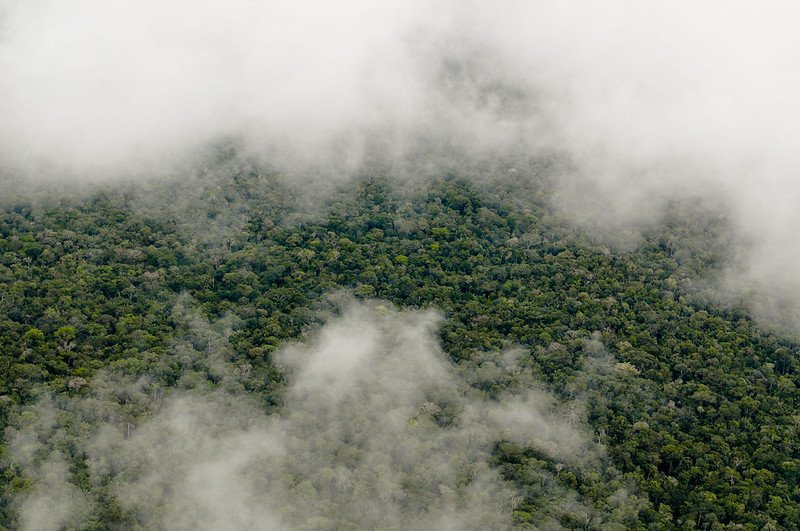 Brazilian Amazon. In the future, the forest's ability to restore normal emissions of biogenic volatile organic compounds may become progressively impaired. Photo: Neil Palmer/CIAT. Attribution-NonCommercial-NoDerivs 2.0 Generic (CC BY-NC-ND 2.0).