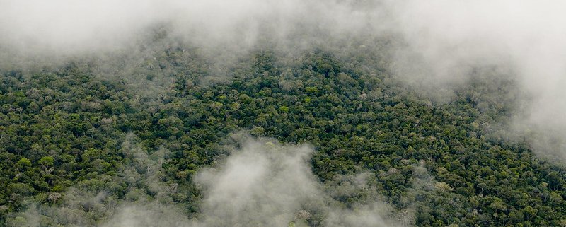 Amazzonia brasiliana. In futuro la capacità della foresta di ripristinare le normali emissioni di composti organici volatili biogenici potrebbe essere progressivamente compromessa. Foto: Neil Palmer/CIAT Attribution-NonCommercial-NoDerivs 2.0 Generic CC BY-NC-ND 2.0 Deed