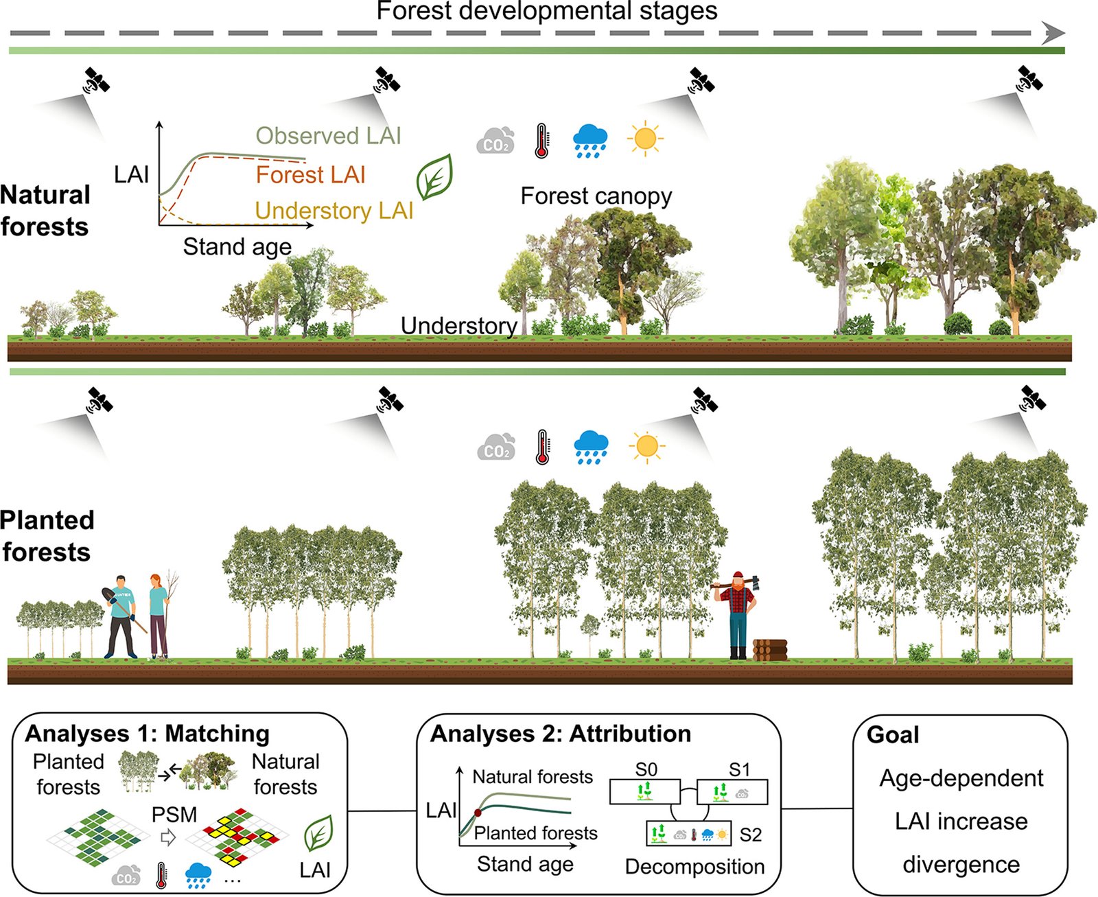 Differenti tendenze dell'indice di area fogliare (LAI) tra foreste piantate e foreste naturali, determinate da diverse risposte della crescita. Per rendere il confronto il più equo possibile, i ricercatori hanno messo a confronto foreste piantate e foreste naturali con caratteristiche ambientali ed età molto simili utilizzando il propensity score matching (PSM), una tecnica statistica che elimina, per quanto possibile, l'influenza di fattori esterni. L'analisi è stata poi integrata con modelli di apprendimento automatico (machine learning) basati sull'intelligenza artificiale che hanno permesso di distinguere il contributo dell'età delle foreste, dell'aumento della concentrazione di CO₂ e dei cambiamenti climatici nella dinamica del LAI. Immagine: Yuhang Luo, Yuan Wang, Han Wang, Hongliang Wang, Jiansheng Wu, “Enhanced CO2 Response and Aging-Related Dynamics Drive a Greater Leaf Area Index Increase in China's Planted Forests in Comparison to Natural Forests”, Geophysical Research Letters Volume53, Issue11 16 June 2026 e2025GL121544 Attribution 4.0 International CC BY 4.0 Deed