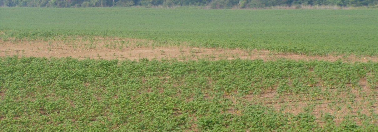 Cotton cultivation in the Mississippi Delta region. In this area, water management and soil fertility are key challenges for agricultural sustainability. Photo: Chris Light, Attribution-ShareAlike 4.0 International (CC BY-SA 4.0)