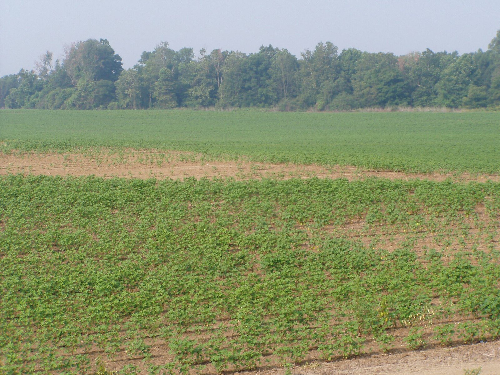 Cotton cultivation in the Mississippi Delta region. In this area, water management and soil fertility are key challenges for agricultural sustainability. Photo: Chris Light, Attribution-ShareAlike 4.0 International (CC BY-SA 4.0)