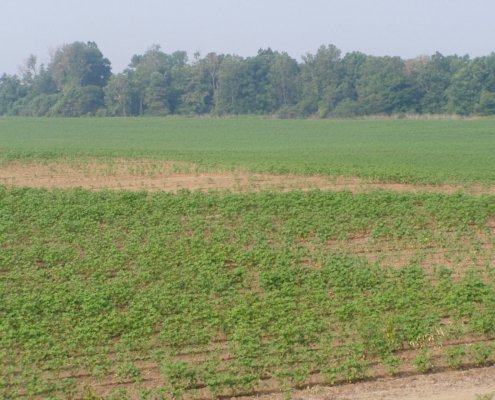 Coltivazione di cotone nella regione del delta del Mississippi. In quest’area la gestione dell'acqua e della fertilità del suolo sono questioni centrali per la sostenibilità agricola. Foto: Chris Light Attribution-ShareAlike 4.0 International CC BY-SA 4.0 Deed