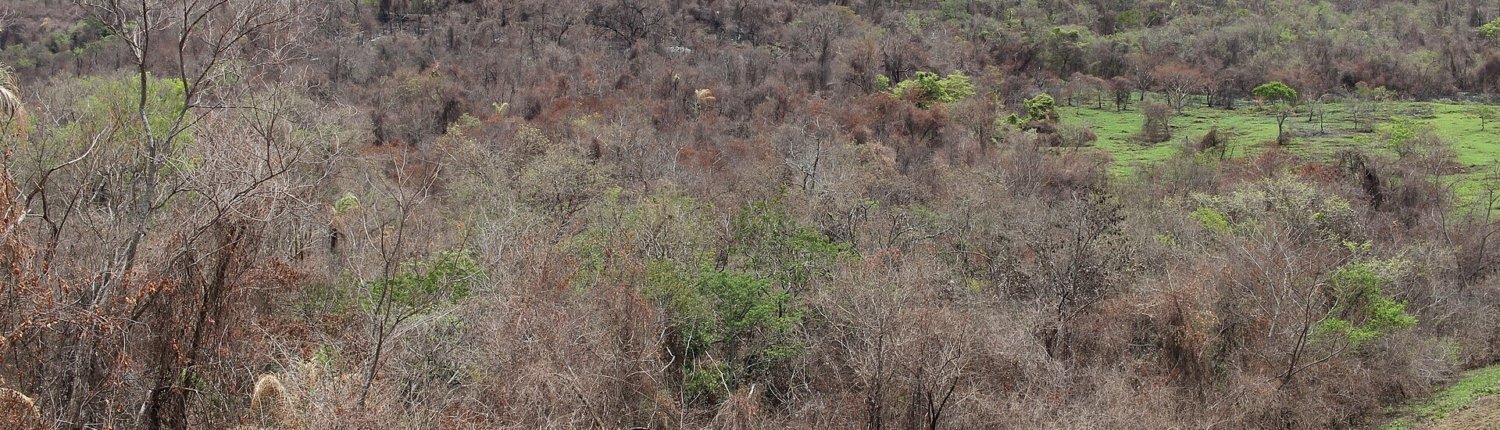 Signs of wildfire damage in a tropical forest in Botucatu, São Paulo State, Brazil. While the consequences of large-scale deforestation are well documented, the effects of degradation in forests have remained much less certain until now. Photo: Thyrome, CC BY 4.0.