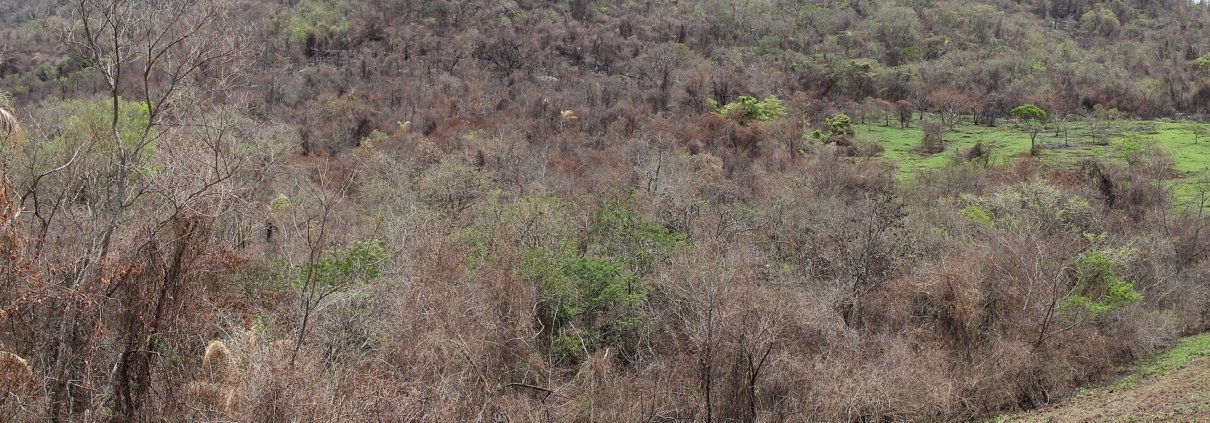 Il segno del passaggio di un incendio nella foresta tropicale a Botucatu, Stato di San Paolo, in Brasile. Se le conseguenze della distruzione delle foreste su larga scala sono ormai ben documentate, quelle del loro degrado sono state fino a oggi molto più incerte. Foto: Thyrome Attribution 4.0 International CC BY 4.0 Deed