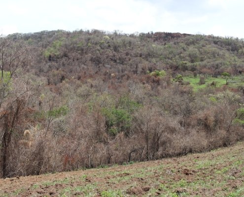 Il segno del passaggio di un incendio nella foresta tropicale a Botucatu, Stato di San Paolo, in Brasile. Se le conseguenze della distruzione delle foreste su larga scala sono ormai ben documentate, quelle del loro degrado sono state fino a oggi molto più incerte. Foto: Thyrome Attribution 4.0 International CC BY 4.0 Deed