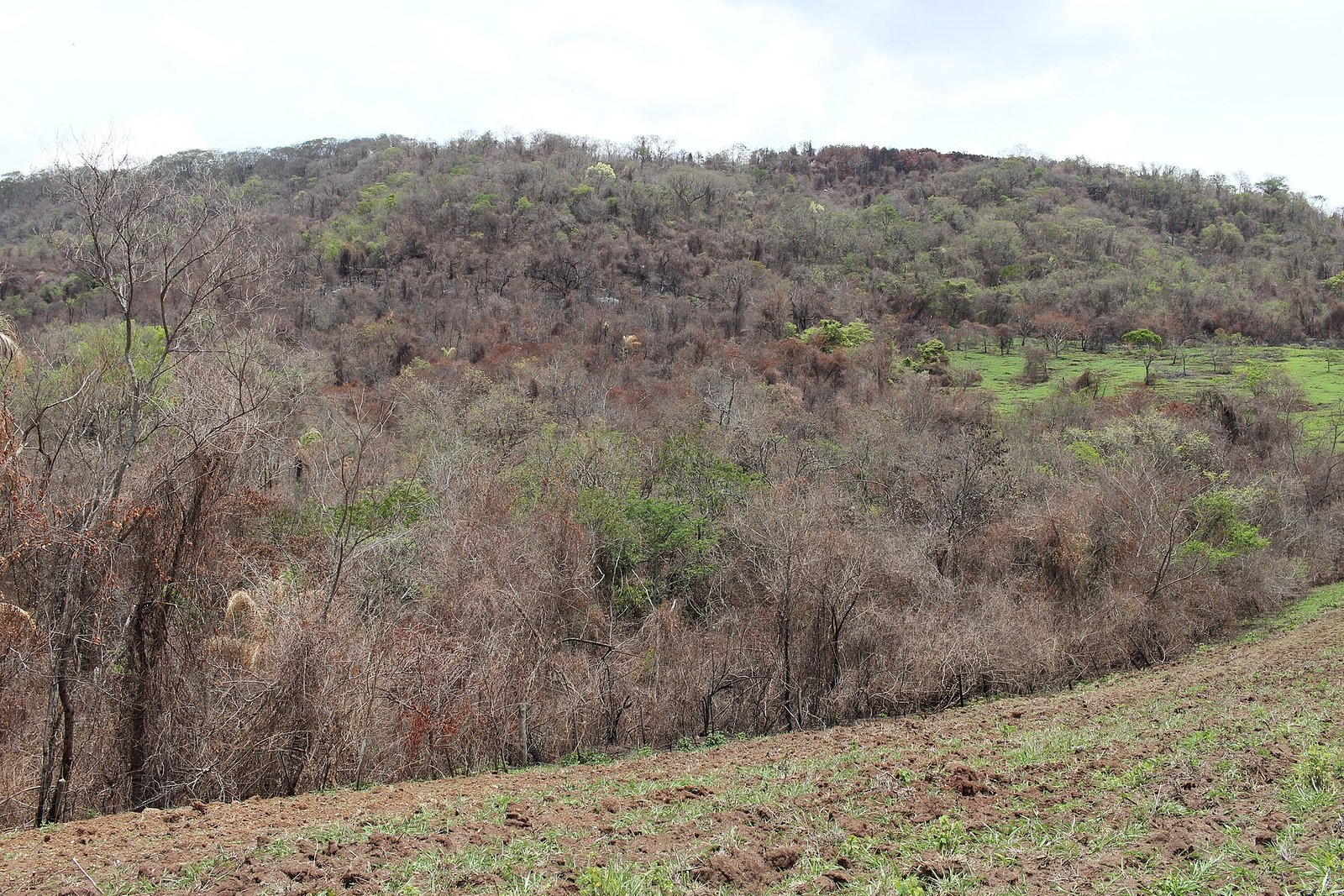 Una nuova banca dati rivela il costo climatico del degrado delle foreste