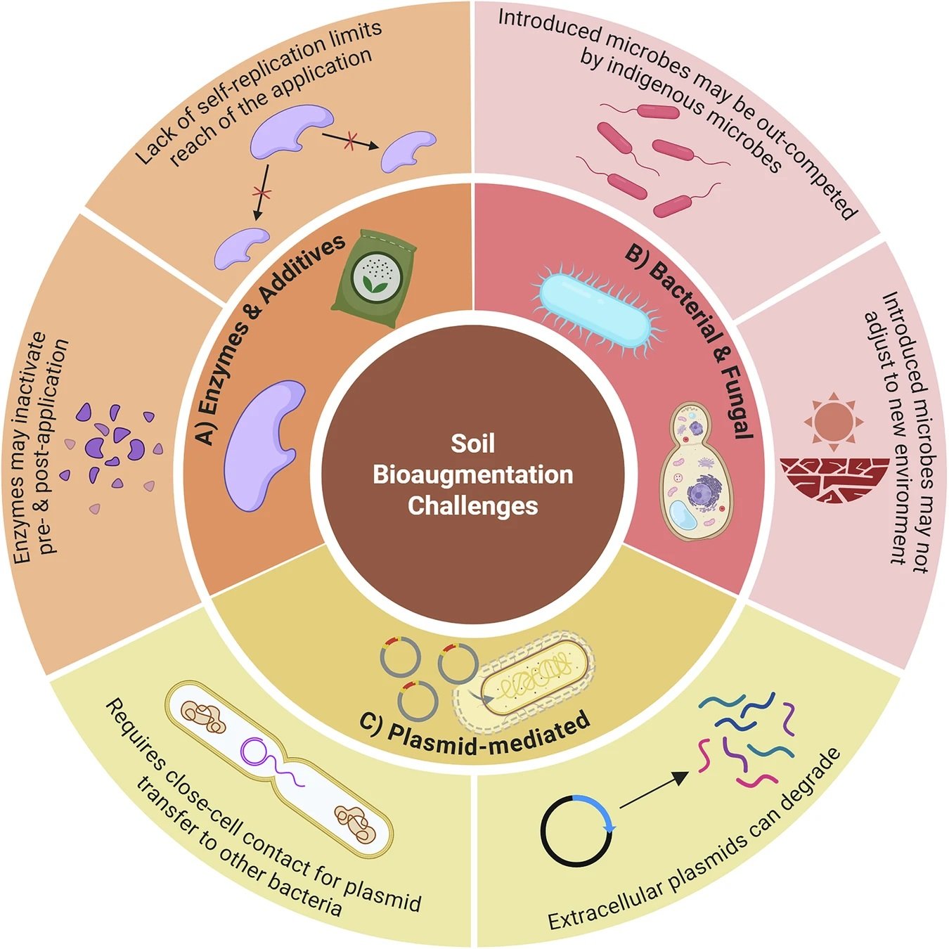 I limiti dei tre principali approcci di bioaumento. L'impiego dei batteriofagi potrebbe contribuire a superare gran parte di queste criticità. Fonte: Romeo, N., Hauptfeld, E., Yang, Q. et al. Phage bioaugmentation reveals the potential of lysogeny for soil bioremediation. Commun Biol 9, 624 (2026). https://doi.org/10.1038/s42003-026-10106-1 Attribution-NonCommercial-NoDerivatives 4.0 International CC BY-NC-ND 4.0 Deed 