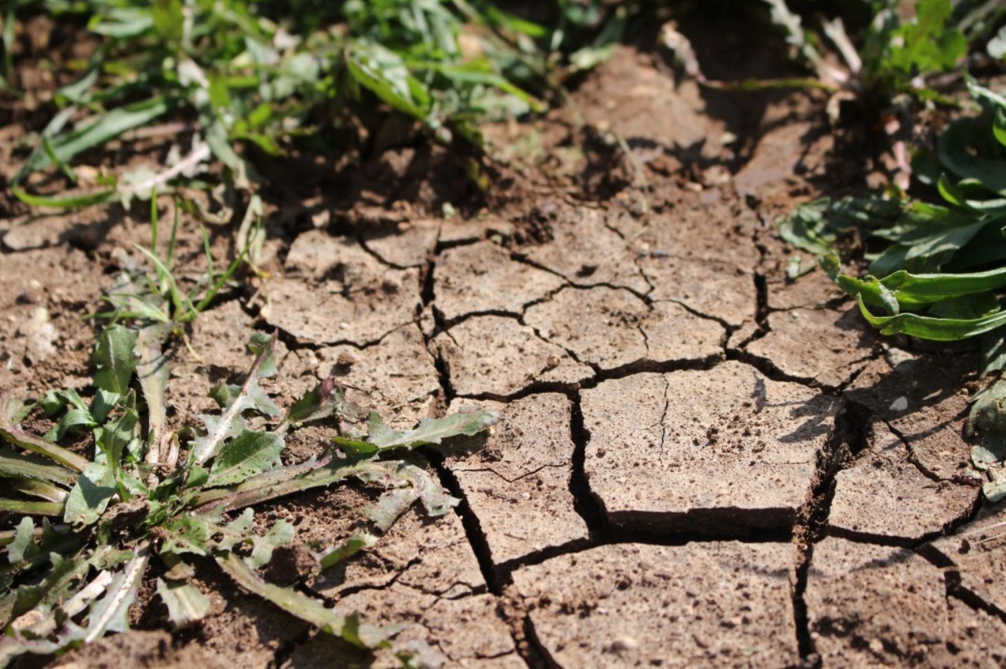 The slender extensions of chloroplasts have been revealed as a sophisticated cellular communication system, essential for plant survival under conditions of extreme heat, soil salinity, or drought. Photo: pxhere, CC0 Public Domain. Free for personal and commercial use. No attribution required
