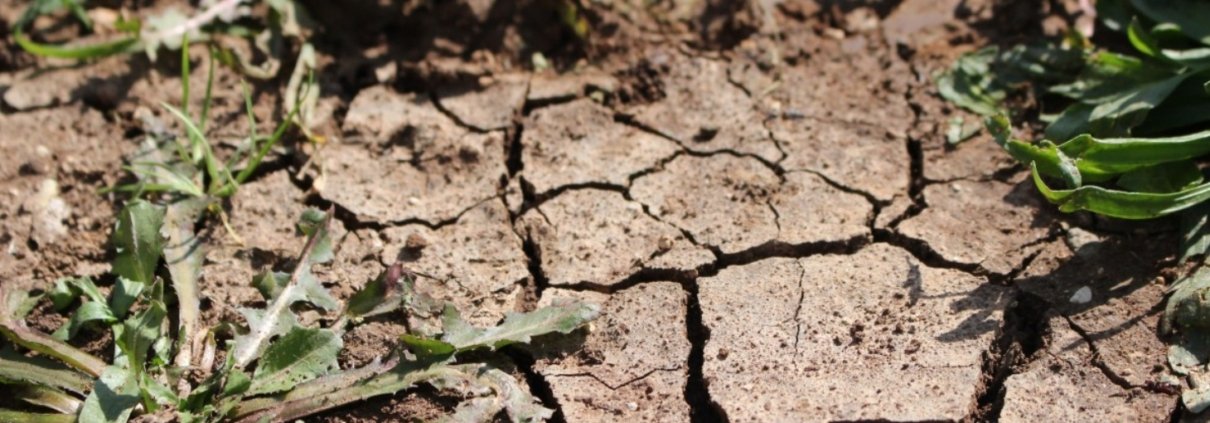 Le sottili estensioni dei cloroplasti si rivelano un sofisticato sistema di comunicazione cellulare, fondamentale per la sopravvivenza delle piante in condizioni di caldo eccessivo, salinità del suolo o siccità. Foto: pxhere CC0 Public Domain Free for personal and commercial use No attribution required