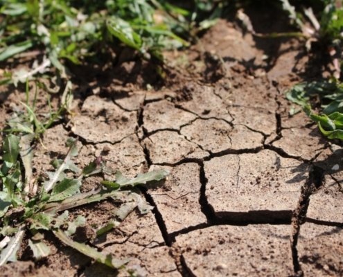 Le sottili estensioni dei cloroplasti si rivelano un sofisticato sistema di comunicazione cellulare, fondamentale per la sopravvivenza delle piante in condizioni di caldo eccessivo, salinità del suolo o siccità. Foto: pxhere CC0 Public Domain Free for personal and commercial use No attribution required