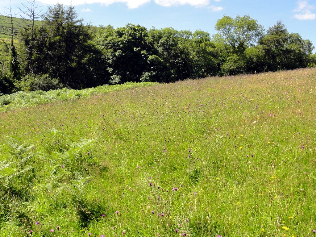 Prateria xerotermica a Clifton Meadow, nel Regno Unito: un ecosistema in cui un'elevata biodiversità vegetale contribuisce a migliorare la resilienza agli eventi di siccità. Foto: Steve Daniels Attribution-ShareAlike 2.0 Generic CC BY-SA 2.0 Deed