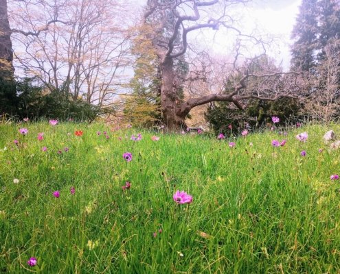 Un prato ricco di fiori spontanei, uno degli elementi chiave dei sistemi agricoli orientati alla biodiversità come l’agriwilding. Questi ambienti forniscono risorse alimentari e habitat per numerosi insetti impollinatori. Foto: Nathanieljoyce, Creative Commons Attribution-ShareAlike 4.0 (CC BY-SA 4.0)