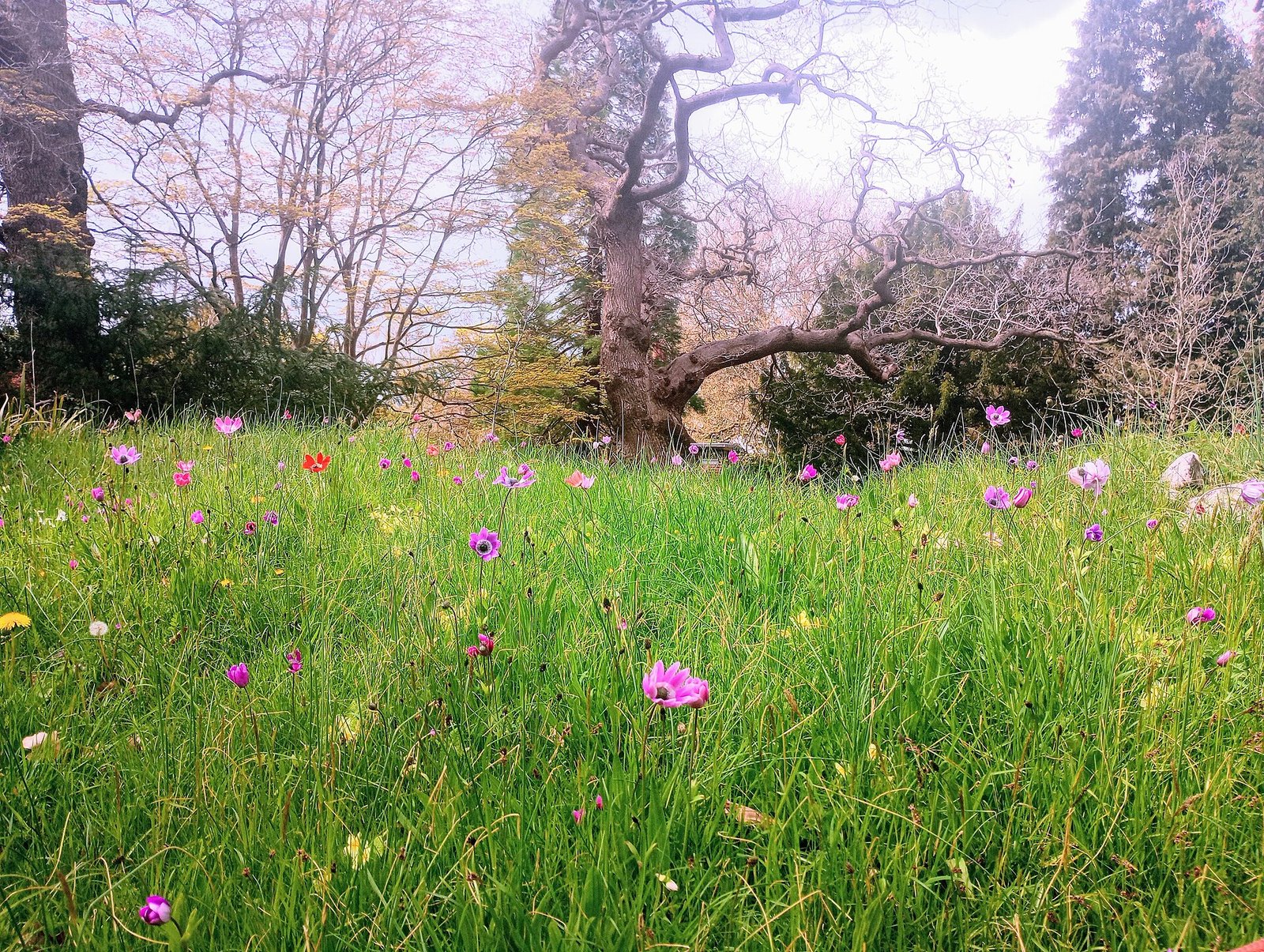 Un prato ricco di fiori spontanei, uno degli elementi chiave dei sistemi agricoli orientati alla biodiversità come l’agriwilding. Questi ambienti forniscono risorse alimentari e habitat per numerosi insetti impollinatori. Foto: Nathanieljoyce, Creative Commons Attribution-ShareAlike 4.0 (CC BY-SA 4.0)