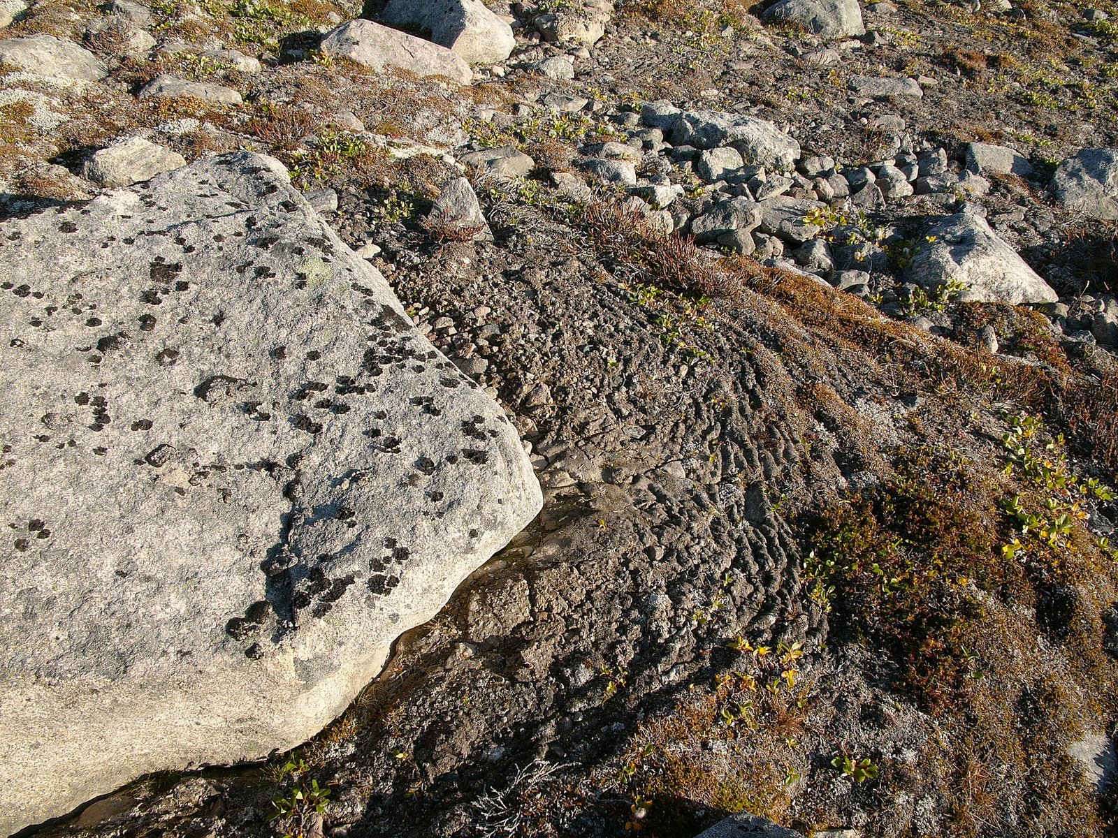 Da decenni i geomorfologi cercano di capire come si formino spontaneamente le terrazze artiche, il risultato del lentissimo movimento del terreno superficiale prodotto dallo scongelamento del permafrost. Foto: Hannes Grobe Attribution-ShareAlike 2.5 Generic CC BY-SA 2.5 Deed