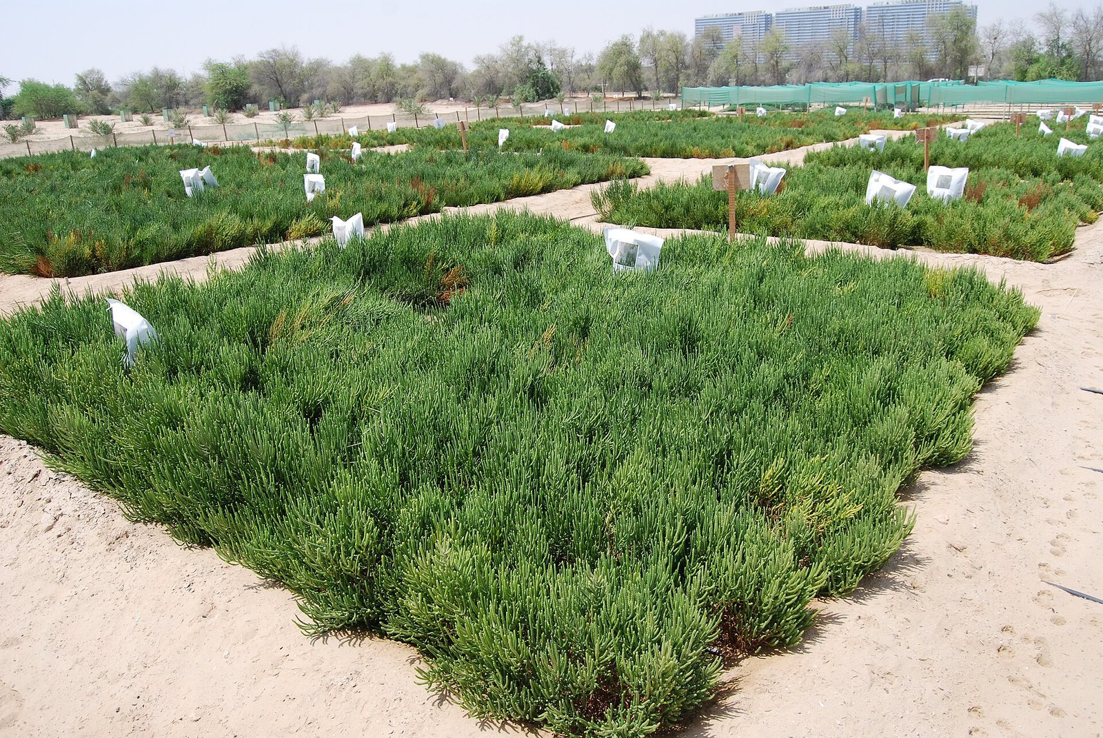 Experimental Salicornia plots at the International Center for Biosaline Agriculture. The global phenomenon of soil salinization has spurred research into natural strategies that can increase plant resilience. Photo: Charbel El Khouri - International Center for Biosaline Agriculture, CC BY-SA 4.0