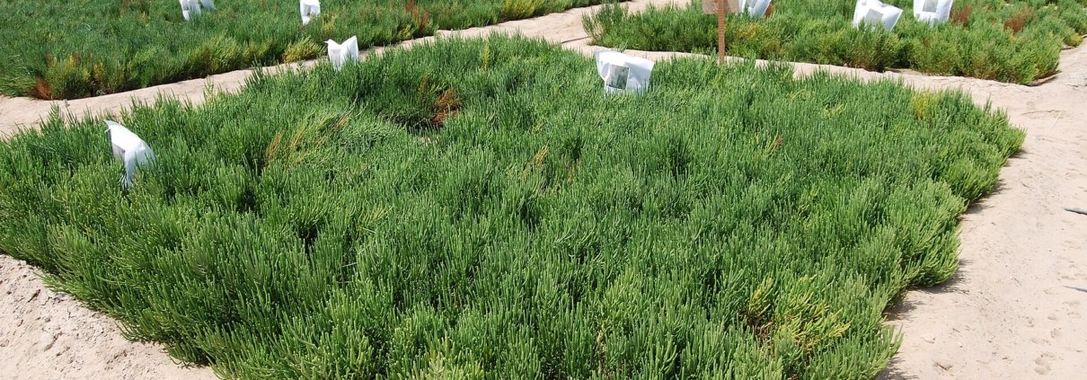 Parcelle sperimentali di salicornia presso il Centro Internazionale per l’Agricoltura Biosalina. Il fenomeno globale della salinizzazione dei suoli ha stimolato lo studio delle strategie naturali capaci di far aumentare la resistenza delle piante. Foto: Charbel El Khouri - International Center for Biosaline Agriculture, CC BY-SA 4.0