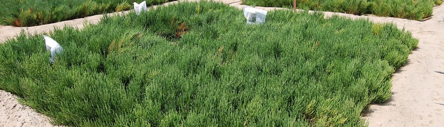 Parcelle sperimentali di salicornia presso il Centro Internazionale per l’Agricoltura Biosalina. Il fenomeno globale della salinizzazione dei suoli ha stimolato lo studio delle strategie naturali capaci di far aumentare la resistenza delle piante. Foto: Charbel El Khouri - International Center for Biosaline Agriculture, CC BY-SA 4.0