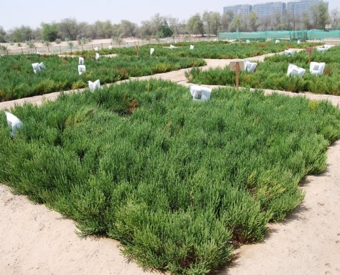 Parcelle sperimentali di salicornia presso il Centro Internazionale per l’Agricoltura Biosalina. Il fenomeno globale della salinizzazione dei suoli ha stimolato lo studio delle strategie naturali capaci di far aumentare la resistenza delle piante. Foto: Charbel El Khouri - International Center for Biosaline Agriculture, CC BY-SA 4.0