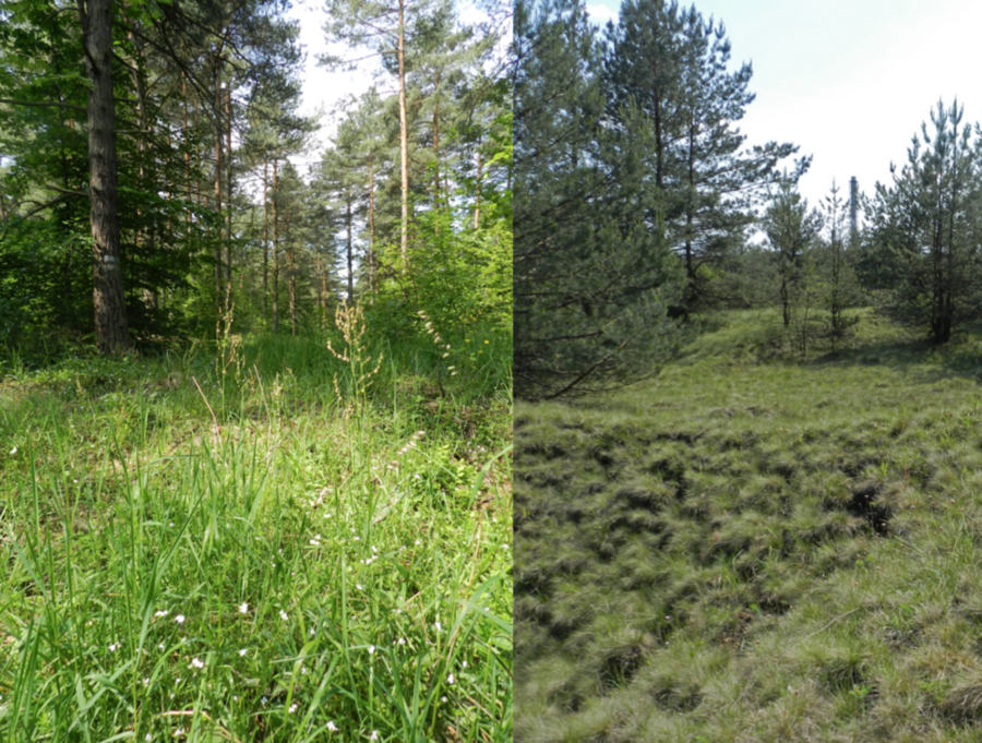 Nella Polonia meridionale (Olkusz), gli alberi forestali hanno ricolonizzato spontaneamente ex aree minerarie, abbandonate dal Medioevo (a sinistra) e dal XX secolo (a destra): FOTO: Pierre Vollenweider.