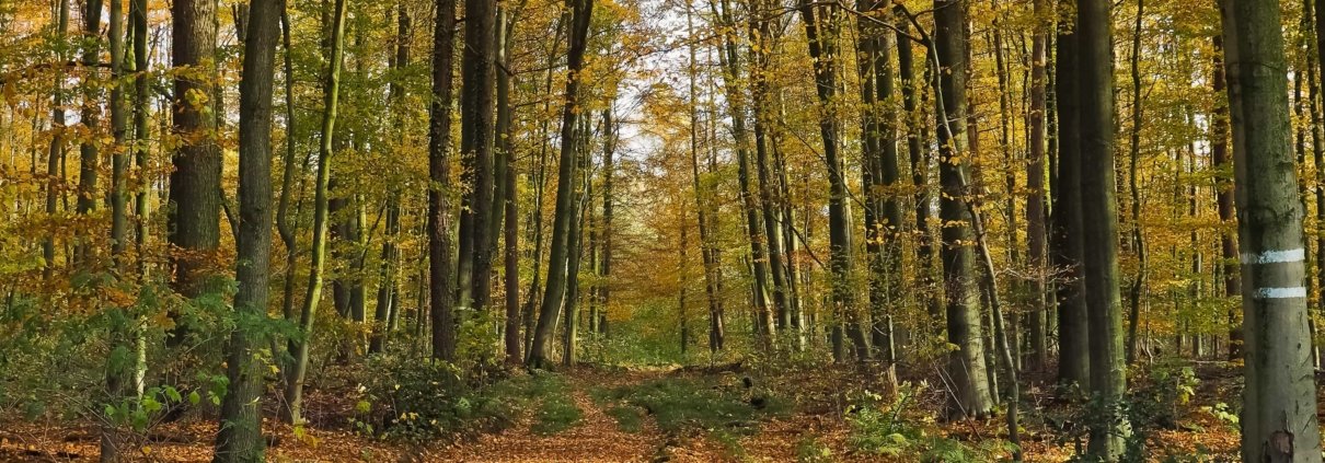 I faggi sono tra le tipologie di alberi più indicate per bloccare la diffusione delle sostanze inquinanti nei terreni contaminati. FOTO: Foto da Pixnio