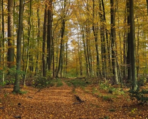 I faggi sono tra le tipologie di alberi più indicate per bloccare la diffusione delle sostanze inquinanti nei terreni contaminati. FOTO: Foto da Pixnio