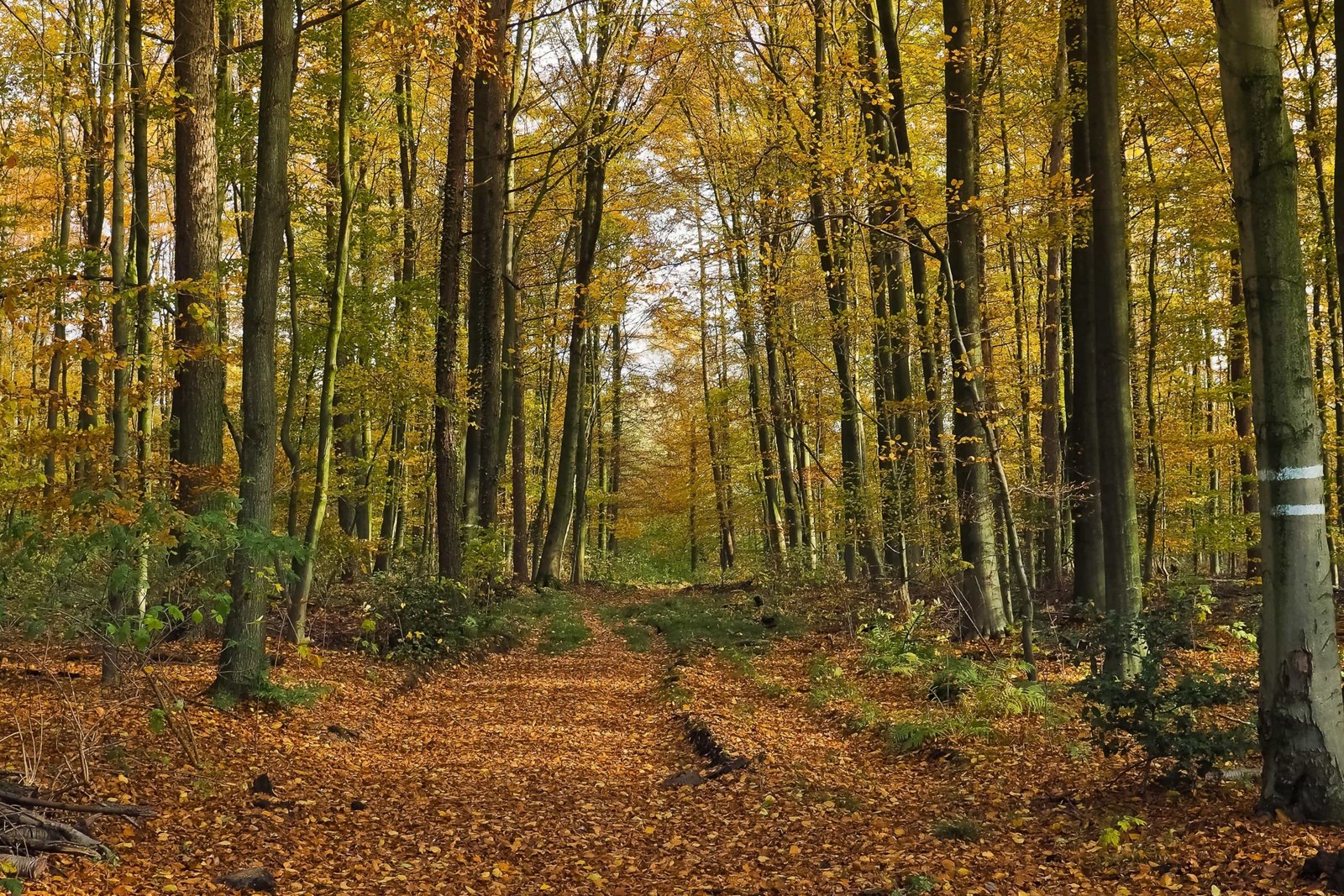 I faggi sono tra le tipologie di alberi più indicate per bloccare la diffusione delle sostanze inquinanti nei terreni contaminati. FOTO: Foto da Pixnio