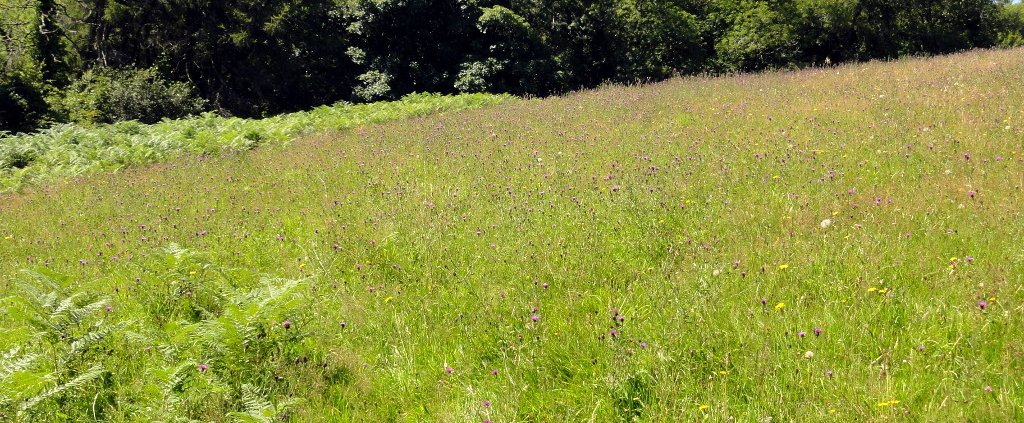 Xerothermic grassland at Clifton Meadow, in the United Kingdom: an ecosystem in which high plant biodiversity helps to improve resilience to drought events. Photo: Steve Daniels Attribution-ShareAlike 2.0 Generic CC BY-SA 2.0 Deed