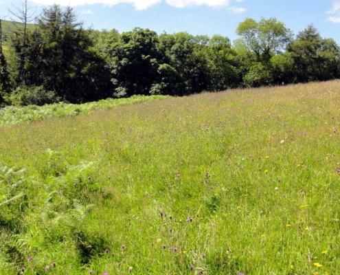 Xerothermic grassland at Clifton Meadow, in the United Kingdom: an ecosystem in which high plant biodiversity helps to improve resilience to drought events. Photo: Steve Daniels Attribution-ShareAlike 2.0 Generic CC BY-SA 2.0 Deed