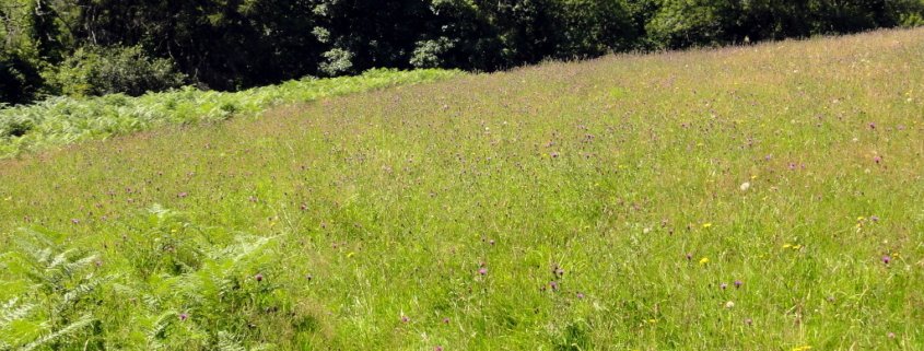Xerothermic grassland at Clifton Meadow, in the United Kingdom: an ecosystem in which high plant biodiversity helps to improve resilience to drought events. Photo: Steve Daniels Attribution-ShareAlike 2.0 Generic CC BY-SA 2.0 Deed