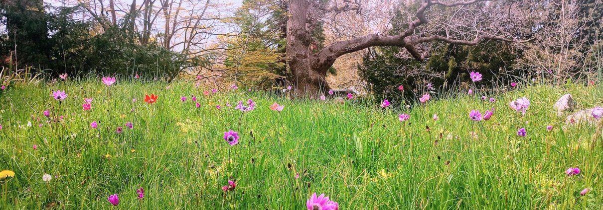 A wildflower meadow, one of the key elements of biodiversity-friendly farming systems such as agriwilding. These habitats provide food resources and shelter for a wide range of pollinating insects. Photo: Nathanieljoyce, Creative Commons Attribution-ShareAlike 4.0 (CC BY-SA 4.0)
