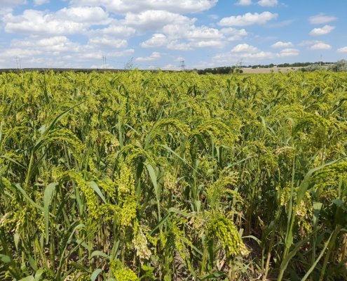 A field of common millet in the Odessa Oblast, Ukraine. The crop reached Central Europe in the early 16th century BC, making it possible to cultivate land previously considered unsuitable for agriculture. Photo: Yuriy Kvach/Wikimedia Commons – CC BY-SA 4.0