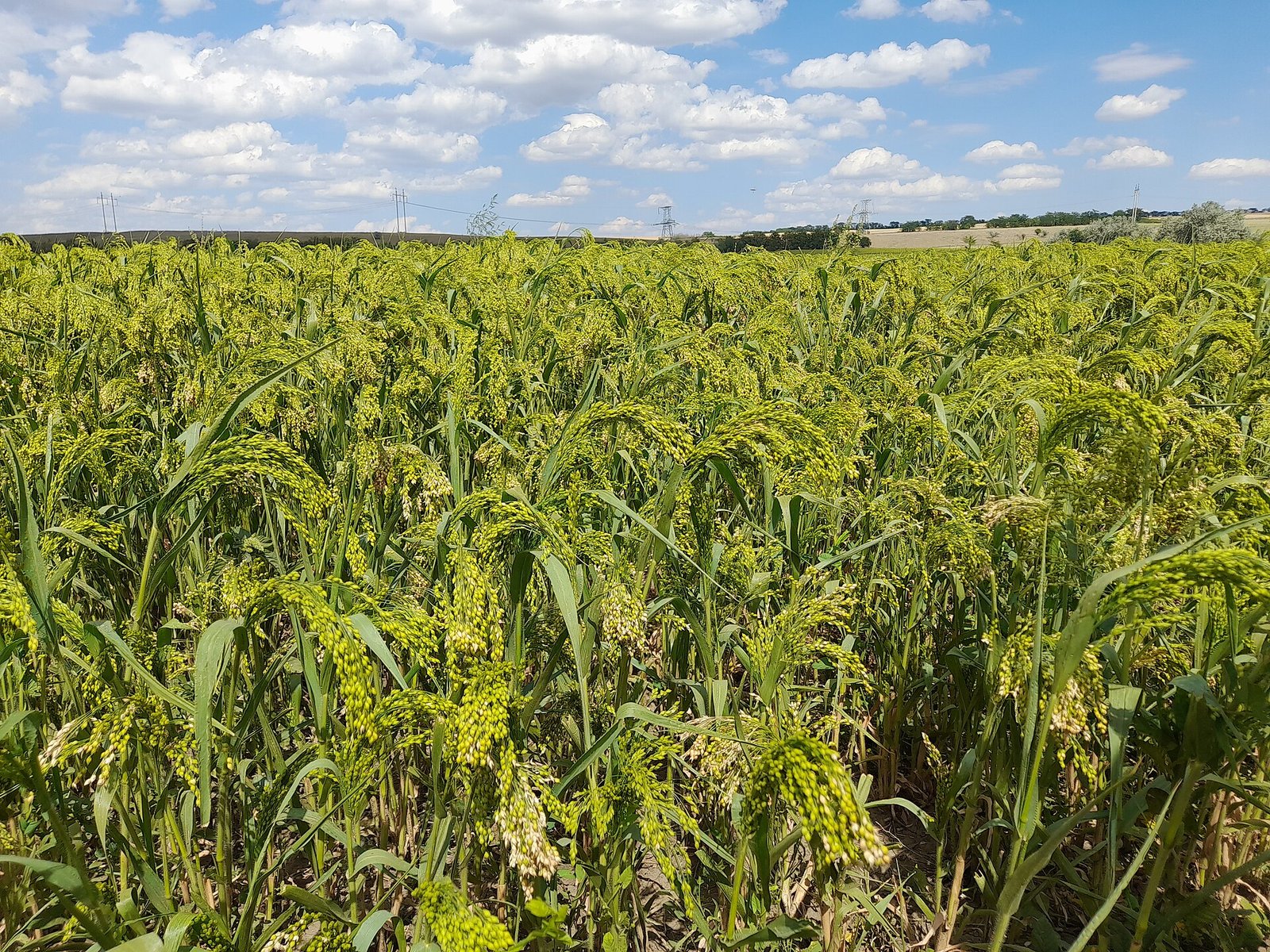 Campo di miglio comune nell’oblast’ di Odessa, in Ucraina. Il prodotto raggiunse l’Europa centrale all’inizio del XVI secolo a.C. consentendo di sfruttare terreni giudicati poco adatti all’agricoltura Foto: Yuriy Kvach/Wikimedia Commons – CC BY-SA 4.0