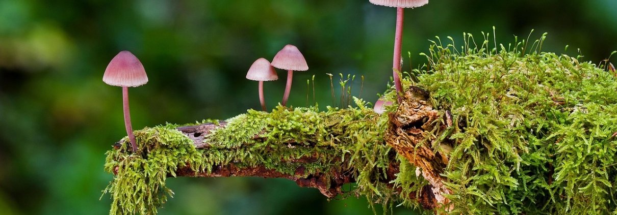 I funghi garantiscono molti servizi al sistema suolo. Conoscerne le minacce serve a preservarne la funzione. FOTO: Andreas from Pixabay