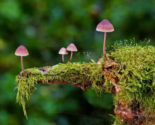 I funghi garantiscono molti servizi al sistema suolo. Conoscerne le minacce serve a preservarne la funzione. FOTO: Andreas from Pixabay