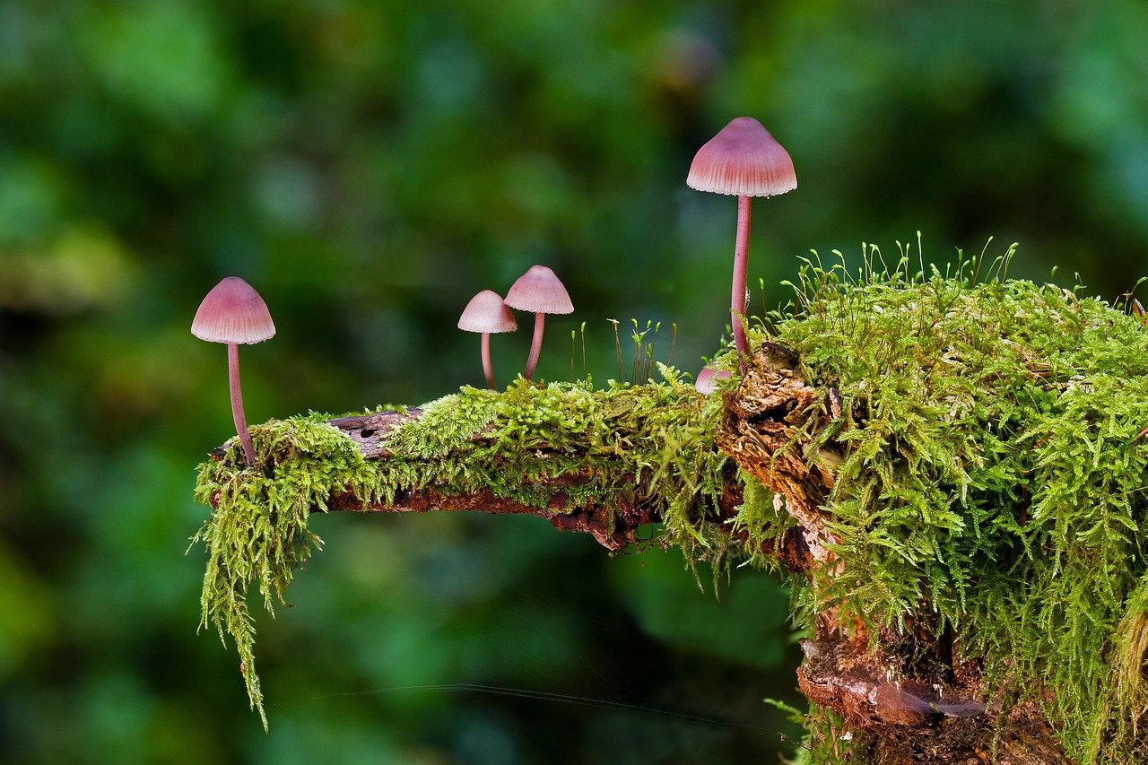I funghi garantiscono molti servizi al sistema suolo. Conoscerne le minacce serve a preservarne la funzione. FOTO: Andreas from Pixabay