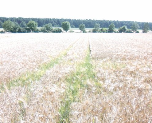 Exposure to a fungicide promotes antibiotic resistance and, when combined with higher temperatures, reduces soil microbial activity and affects barley growth. Photo: Blonder1984, CC BY-SA 3.0