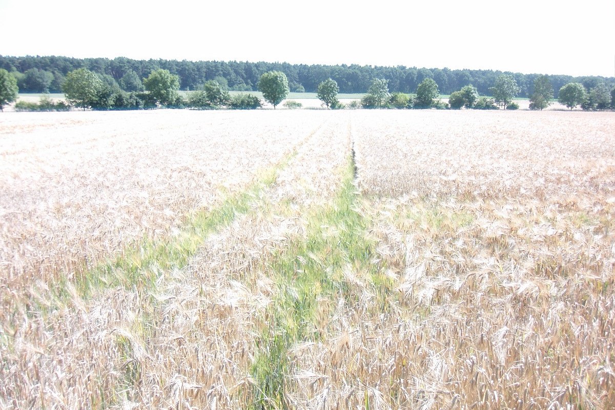 Exposure to a fungicide promotes antibiotic resistance and, when combined with higher temperatures, reduces soil microbial activity and affects barley growth. Photo: Blonder1984, CC BY-SA 3.0